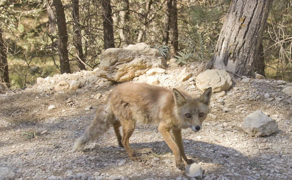 Alberto G Cazorla Verano 2015 01