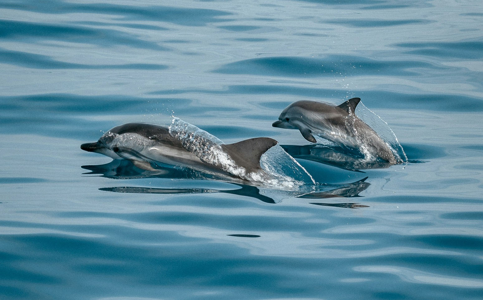 delfines en canarias