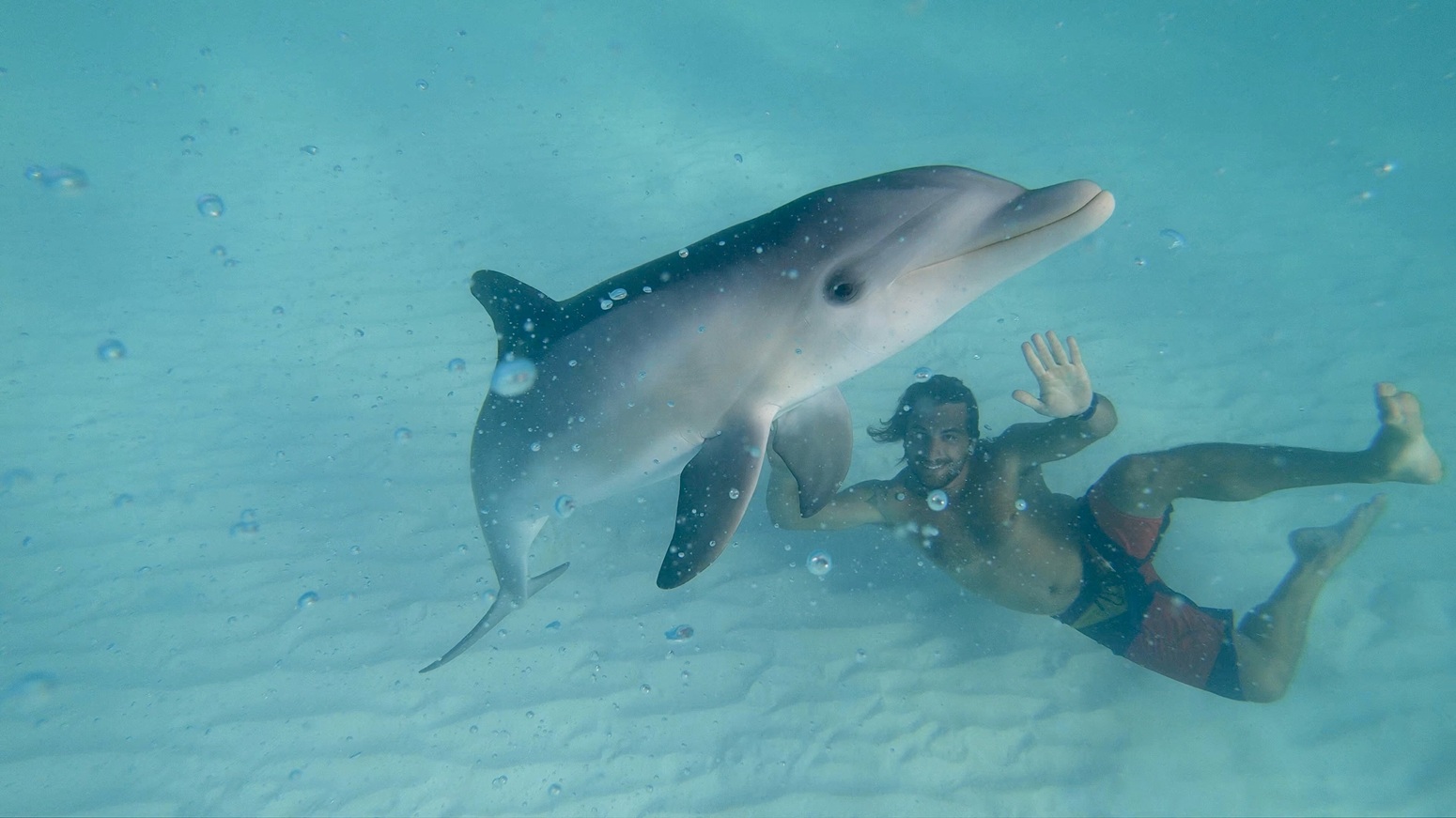 nadando con delfines en cuba