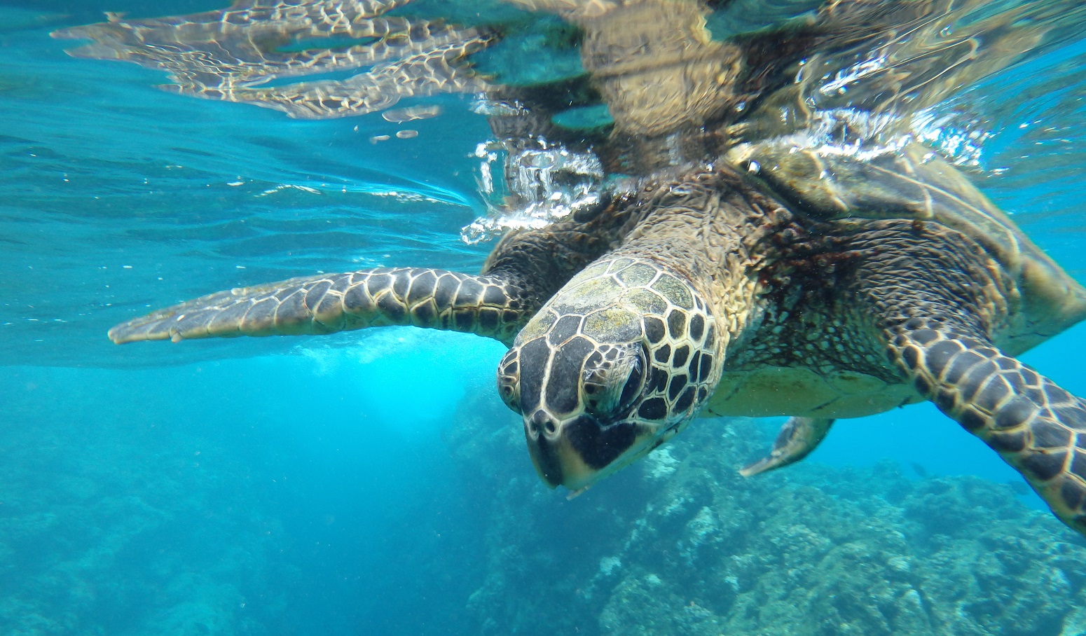 excursion mexico tortugas vacaciones para familias monoparentales