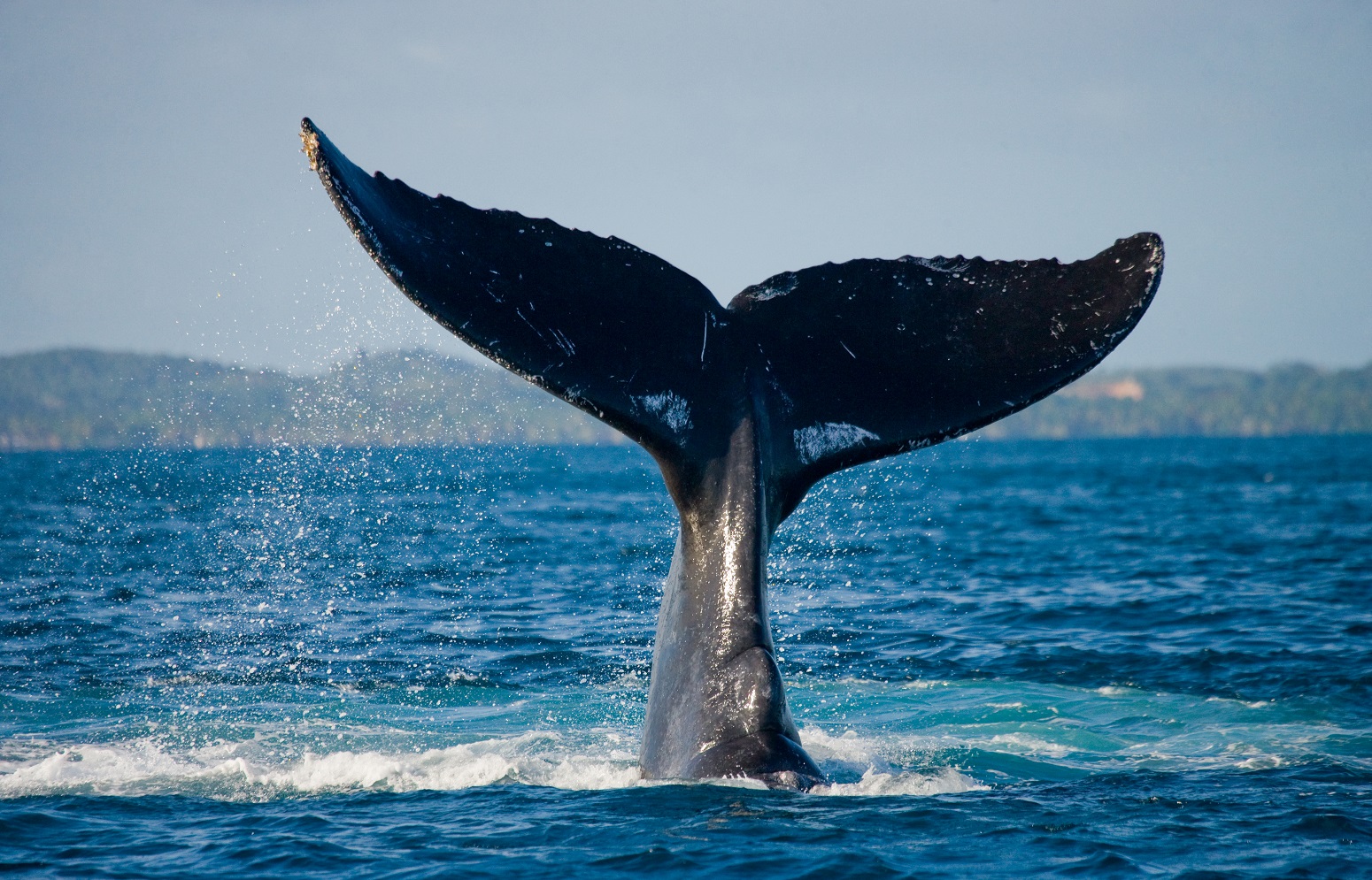 ballenas en las azores