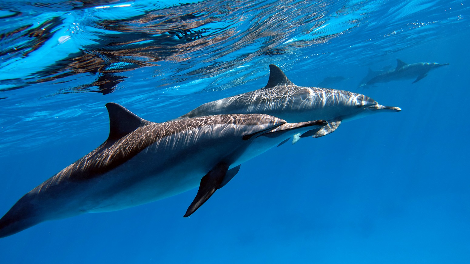 delfines en libertad azores