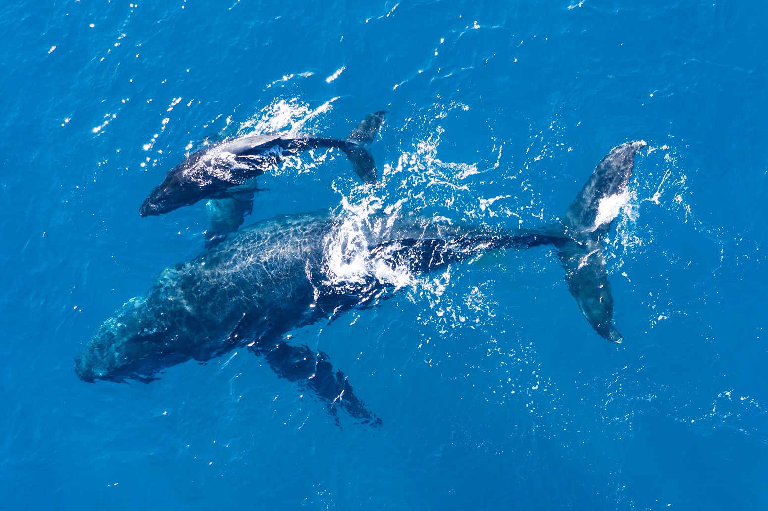 ballenas en azores