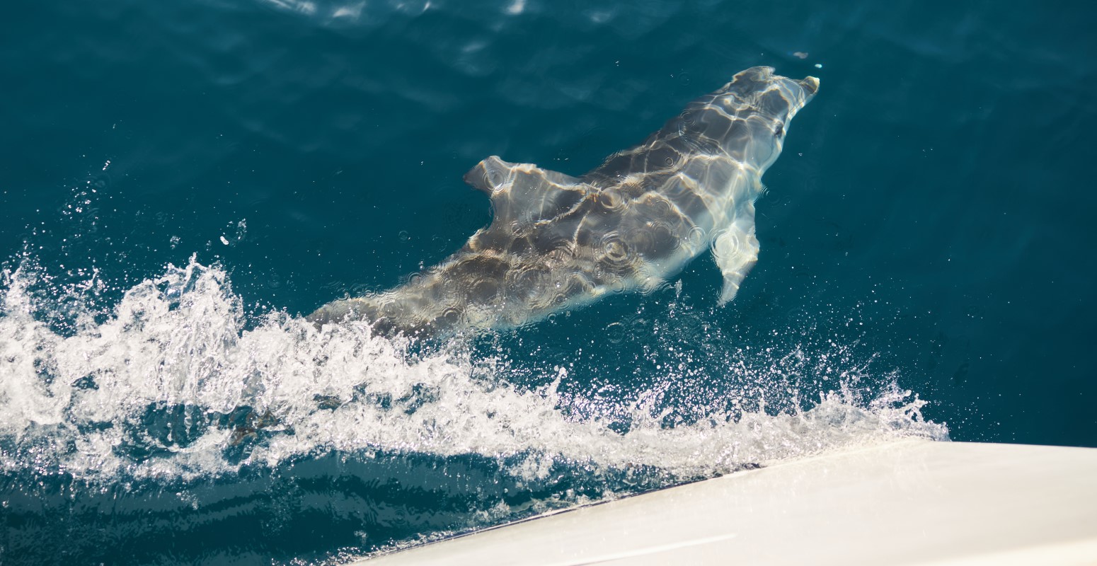 avistamiento de cetaceos en cadiz monoparental