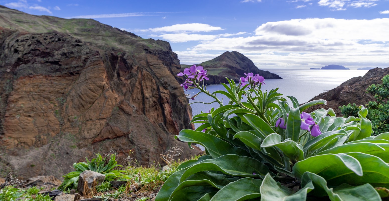 madeira viajes monoparentales