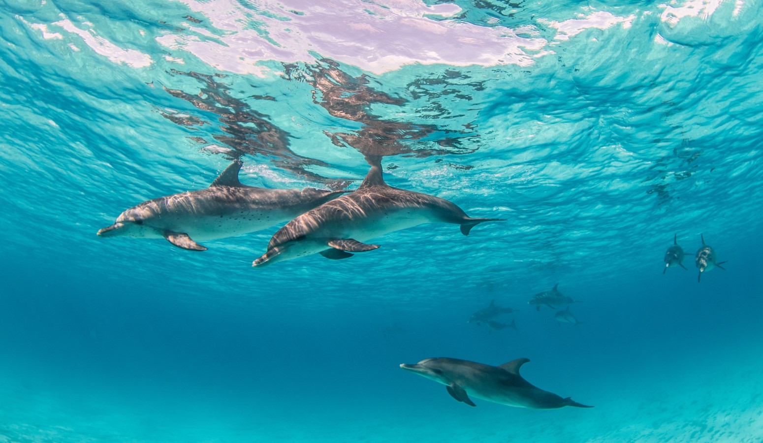 delfines en isla mauricio