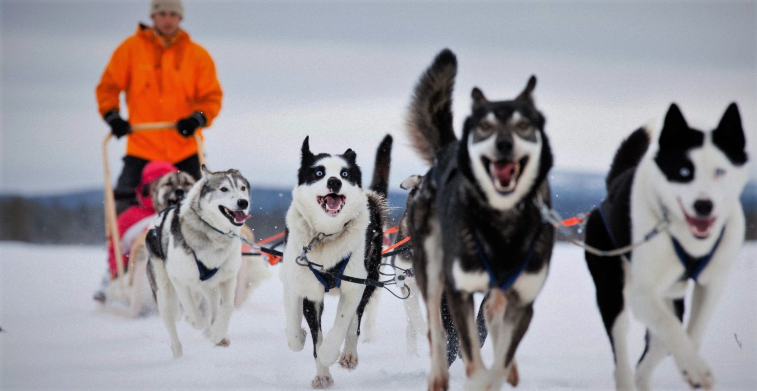 salla huskies navidad viaje laponia