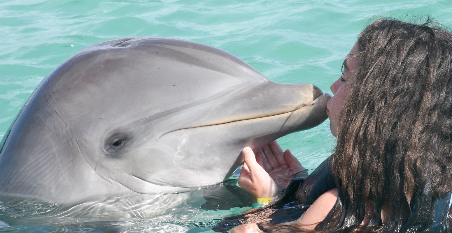 nadando con delfines cuba