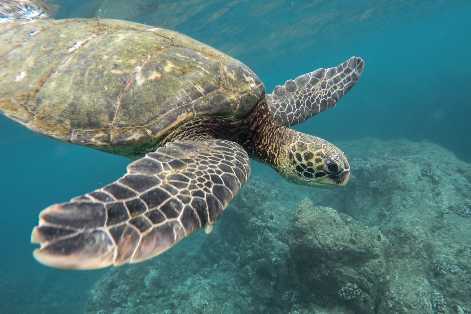 snorkel con tortugas