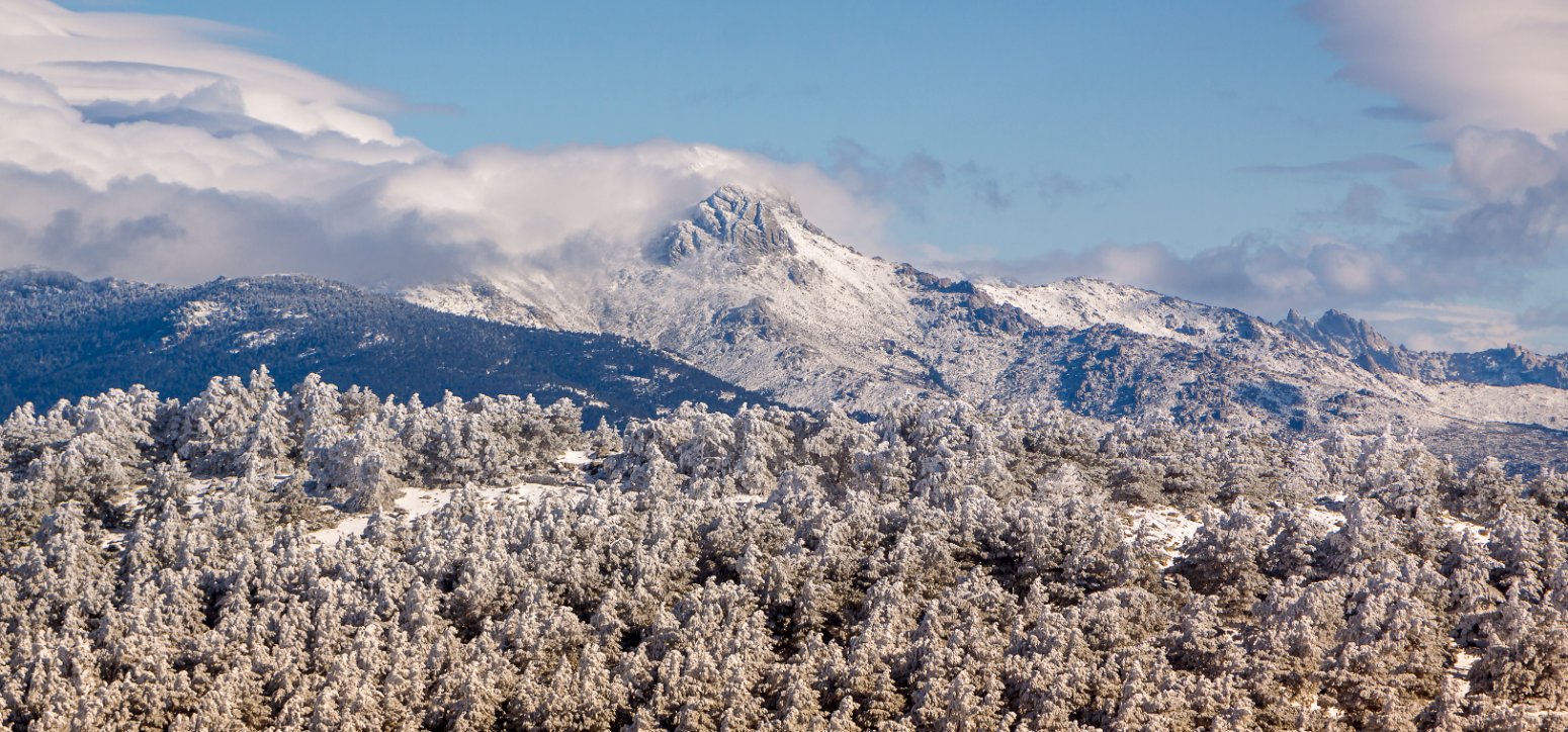 sierra de guadarrama bosque nevado