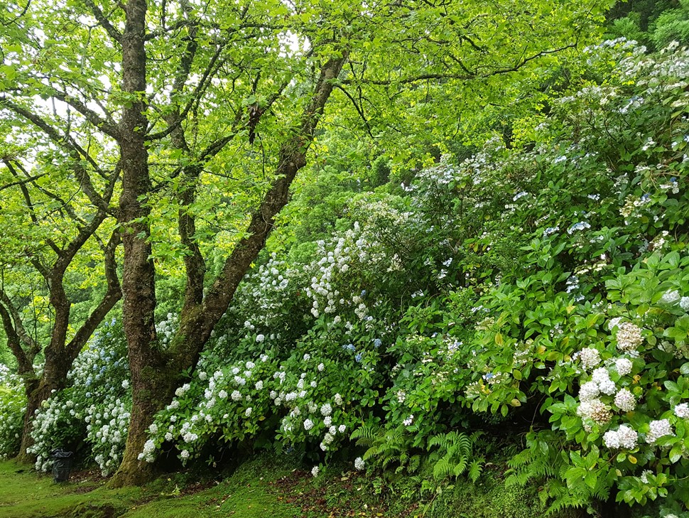 María Mercedes G. Viaje a la Atlántida Verano 2017 Azores hortensias a gogó