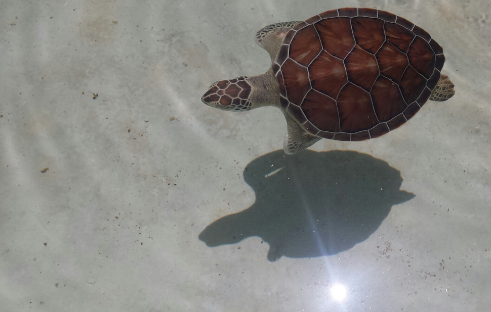 Teresa M. El Tesoro de los Mayas Verano 2017 En el agua sol y sombra