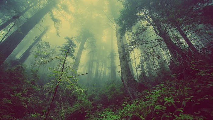 el_bosque_encantado