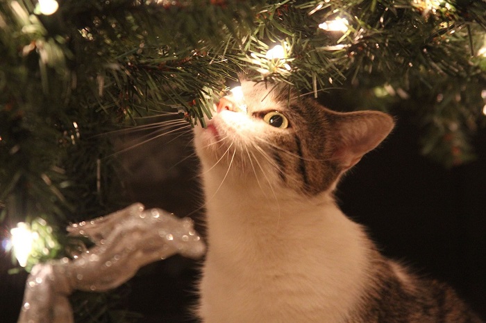 gato-navidad-velayos