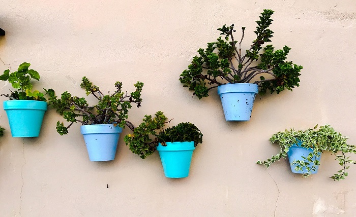plantas-cadiz-azul