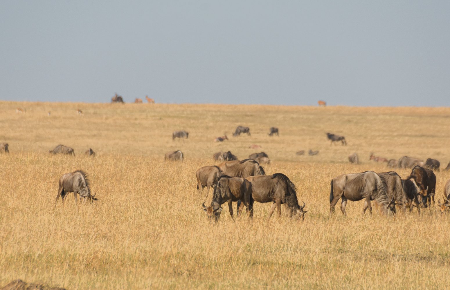Manada pastando en la sabana del Masai Mara