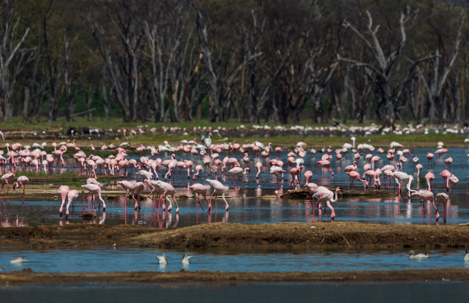 Flamencos en el lago Nakuru