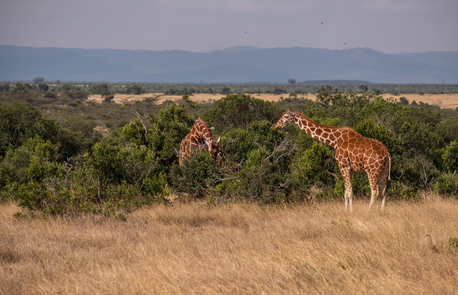 Jirafas entre la vegetación en Kenia
