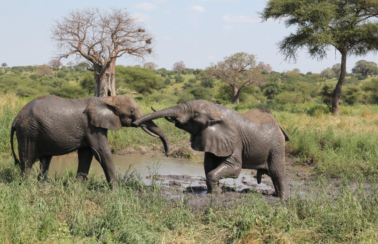 Elefantes junto a un baobab en Tarangire, Tanzania