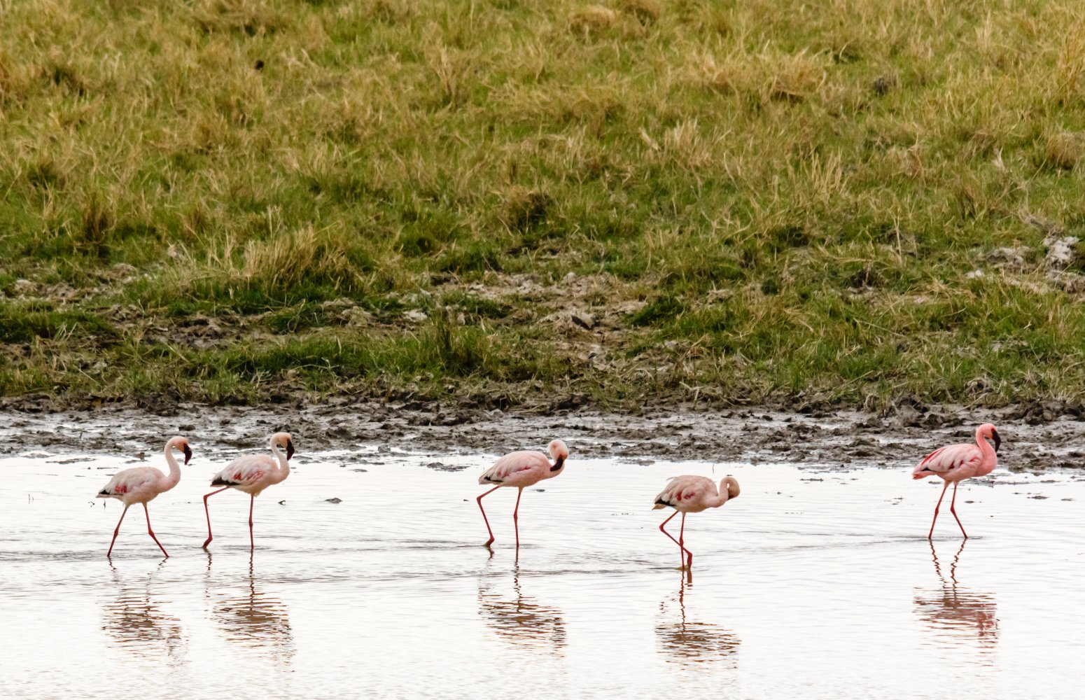 Flamencos en el cráter del Ngorongoro