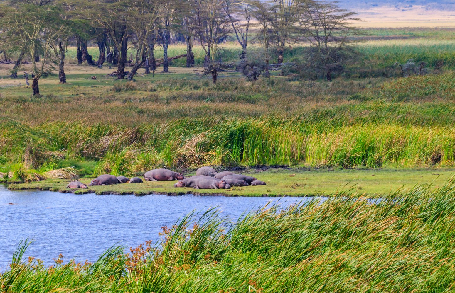 Hipopótamos junto a un lago del cráter del Ngorongoro
