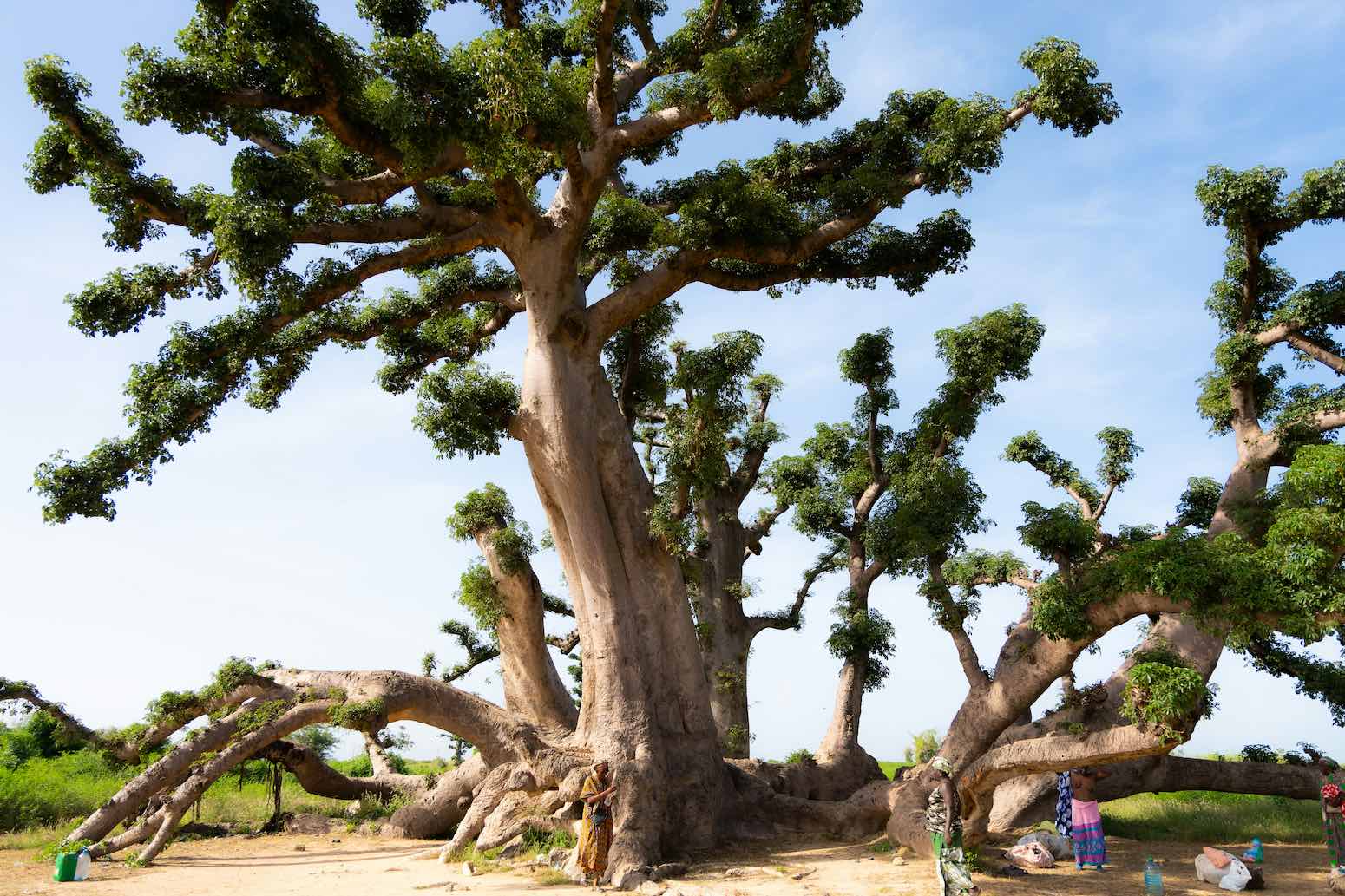senegal-africa-safari-con-hijo