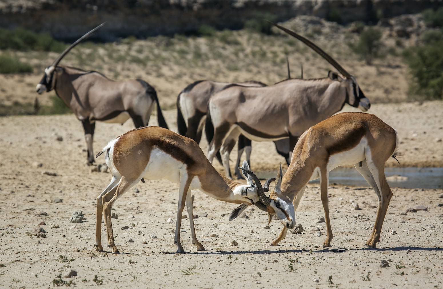 safari-en-africa-navidad